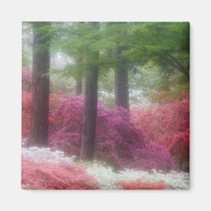 USA; Georgia; Pine mountain. Azaleas at Magnet