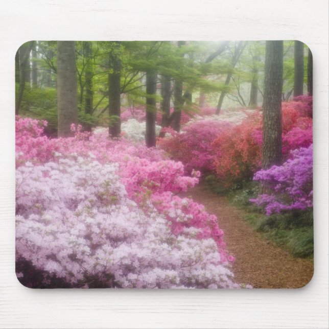 USA; Georgia; Pine Mountain. Azaleas at Mouse Mat (Front)