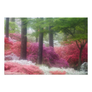 USA; Georgia; Pine mountain. Azaleas at Photo Print