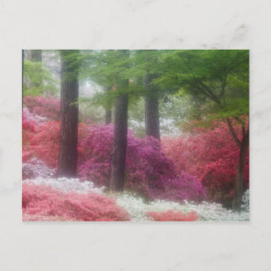 USA; Georgia; Pine mountain. Azaleas at Postcard