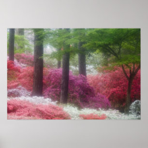 USA; Georgia; Pine mountain. Azaleas at Poster