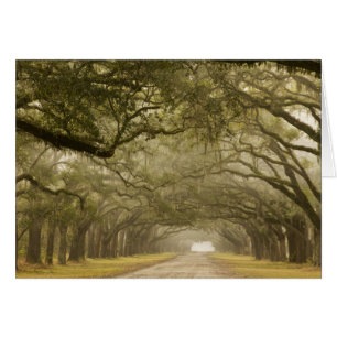 USA, Georgia, Savannah, An oak lined drive in