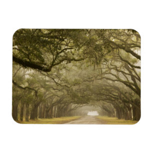 USA, Georgia, Savannah, An oak lined drive in Magnet