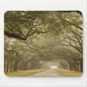 USA, Georgia, Savannah, An oak lined drive in Mouse Mat
