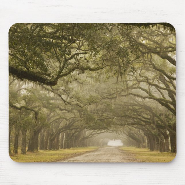 USA, Georgia, Savannah, An oak lined drive in Mouse Mat (Front)