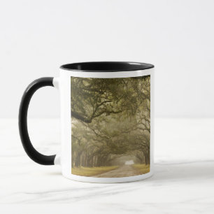 USA, Georgia, Savannah, An oak lined drive in Mug