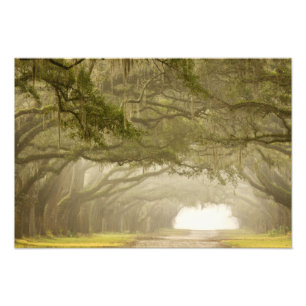 USA, Georgia, Savannah, An oak lined drive in Photo Print