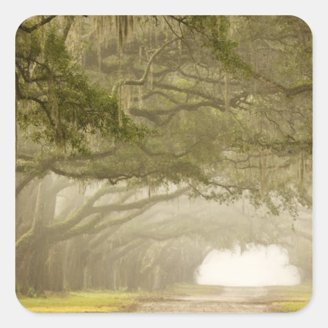 USA, Georgia, Savannah, An oak lined drive in Square Sticker (Front)