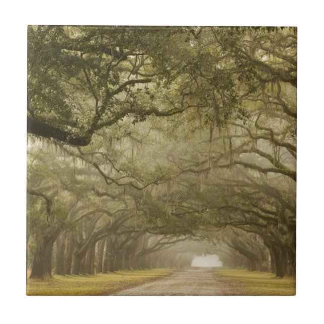 USA, Georgia, Savannah, An oak lined drive in Tile (Front)