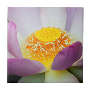 USA, Georgia, Savannah, Close-Up Of A Lotus 2 Tile