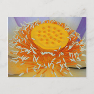 USA, Georgia, Savannah, Close-Up Of A Lotus Postcard