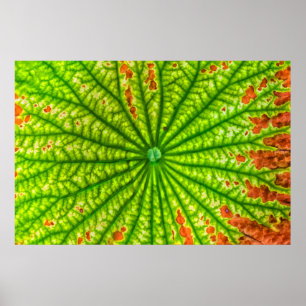 USA, Georgia, Savannah, Close Up Of Lotus Leaf Poster