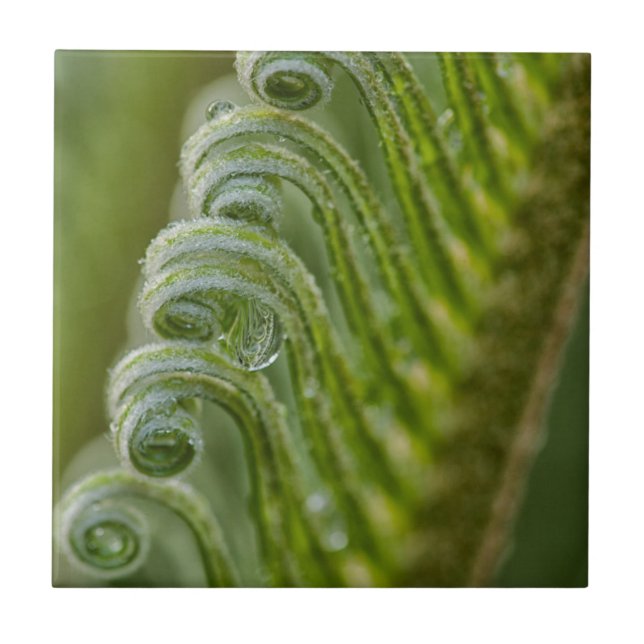 USA, Georgia, Savannah, Close-Up Of New Fronds Tile (Front)