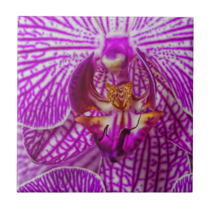USA, Georgia, Savannah, Close-Up Of Orchid Tile