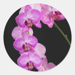 USA, Georgia, Savannah, Cluster Of Orchids 2 Classic Round Sticker