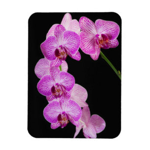 USA, Georgia, Savannah, Cluster Of Orchids 2 Magnet