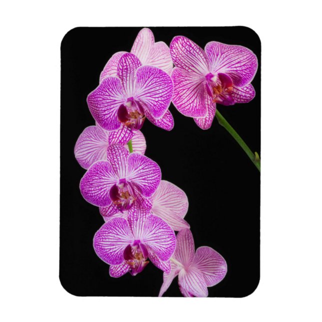 USA, Georgia, Savannah, Cluster Of Orchids 2 Magnet (Vertical)