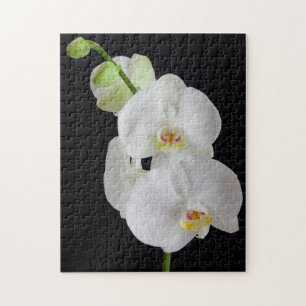 USA, Georgia, Savannah, Cluster Of Orchids Jigsaw Puzzle