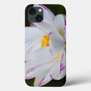 USA, Georgia, Savannah, Lootus Flower Blooming iPhone 13 Case