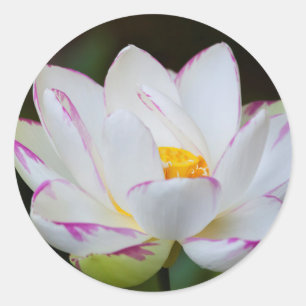 USA, Georgia, Savannah, Lootus Flower Blooming Classic Round Sticker