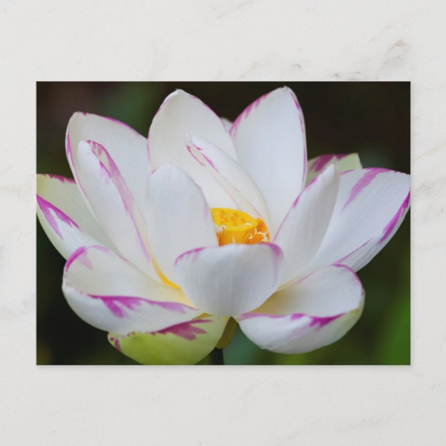 USA, Georgia, Savannah, Lootus Flower Blooming Postcard (Front)