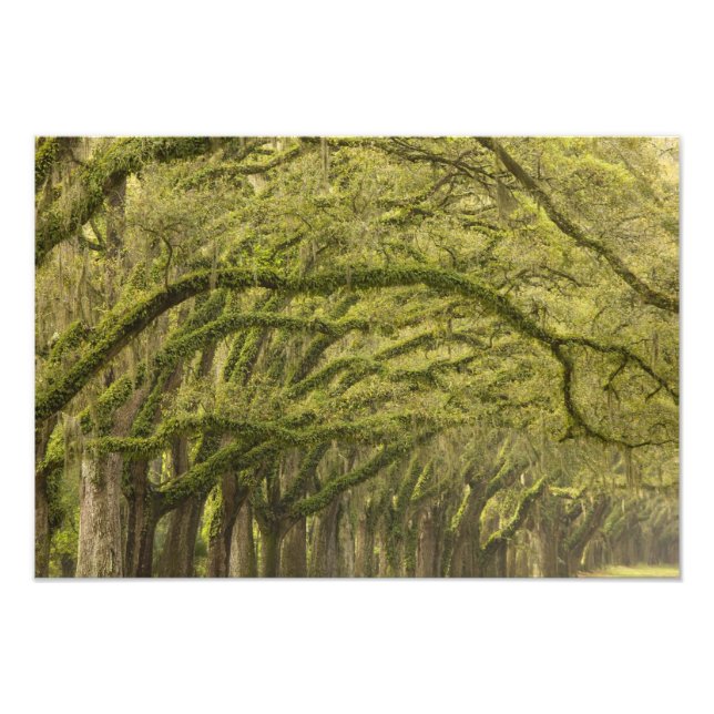 USA; Georgia; Savannah. Oak trees with Photo Print (Front)