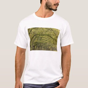 USA; Georgia; Savannah. Oak trees with T-Shirt