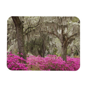 USA, Georgia, Savannah, Spring at Historic Magnet