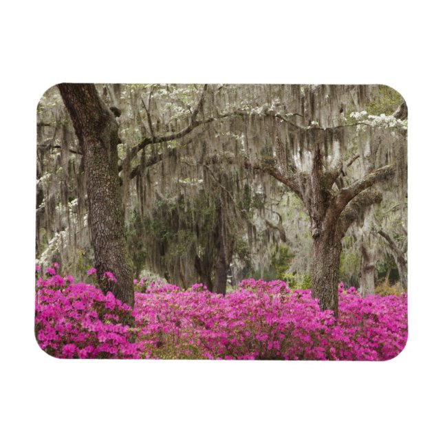 USA, Georgia, Savannah, Spring at Historic Magnet (Horizontal)