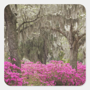 USA, Georgia, Savannah, Spring at Historic Square Sticker