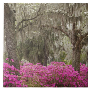 USA, Georgia, Savannah, Spring at Historic Tile