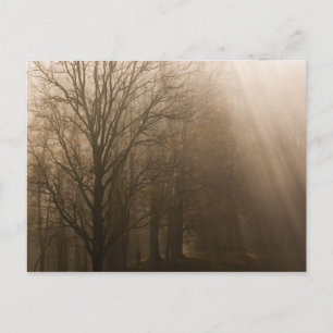 USA Great Smoky Mountain NP Tennessee trees in Postcard