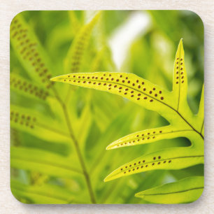 USA, Hawaii, Big Island. Tropical Green Fern Coaster
