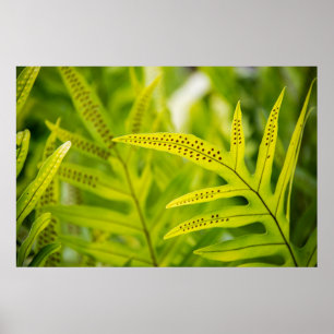 USA, Hawaii, Big Island. Tropical Green Fern Poster