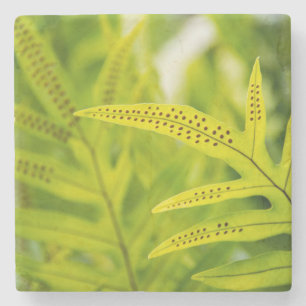 USA, Hawaii, Big Island. Tropical Green Fern Stone Coaster