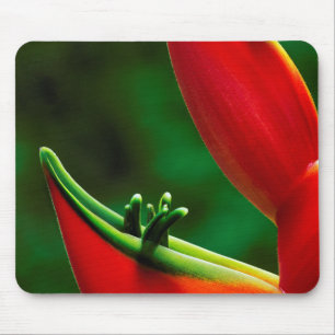 USA, Hawaii, Hilo. Heliconia Mouse Mat