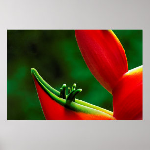 USA, Hawaii, Hilo. Heliconia Poster