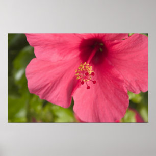 USA, Hawaii, Kauai, Hibiscus Poster