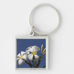 USA, Hawaii, Kauai, white plumeria. Key Ring