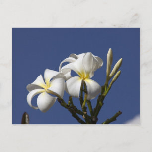 USA, Hawaii, Kauai, white plumeria. Postcard