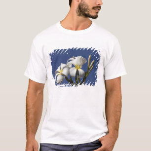 USA, Hawaii, Kauai, white plumeria. T-Shirt