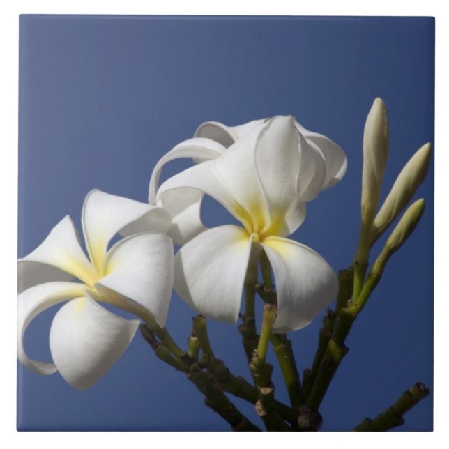 USA, Hawaii, Kauai, white plumeria. Tile (Front)