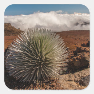 USA, Hawaii, Maui, Haleakala National Park Square Sticker
