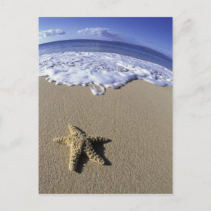 USA, Hawaii, Maui, Makena Beach, Starfish and Postcard