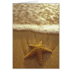 USA, Hawaii, Maui, Maui, Kihei, Starfish and