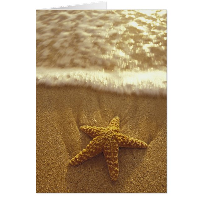 USA, Hawaii, Maui, Maui, Kihei, Starfish and (Front)