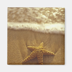 USA, Hawaii, Maui, Maui, Kihei, Starfish and Magnet