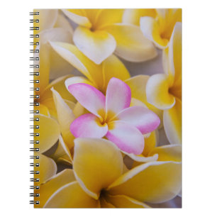 USA, Hawaii, Oahu, Plumeria flowers in bloom 1 Notebook