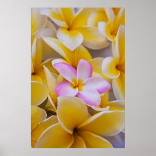 USA, Hawaii, Oahu, Plumeria flowers in bloom 1 Poster