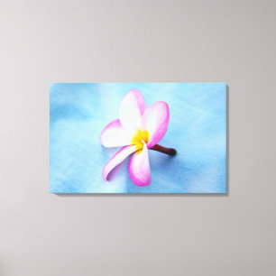 USA, Hawaii, Oahu, Plumeria flowers in bloom 2 Canvas Print